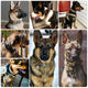 Durable K-9 Collar - Brite