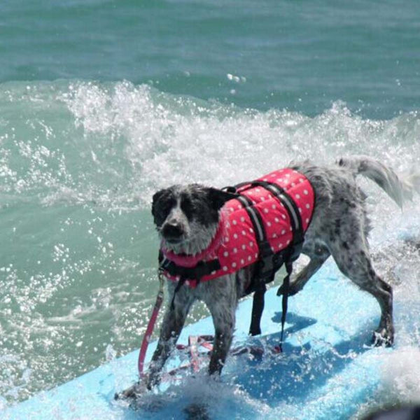 Dog Life Vest - Brite
